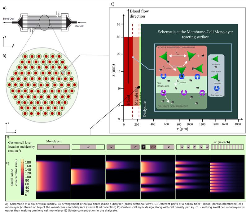 Customising cell monolayer for optimal solute clearance in artificial kidney by Sangita Swapnasrita
